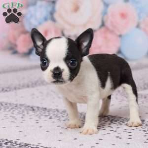Jon, Boston Terrier Puppy